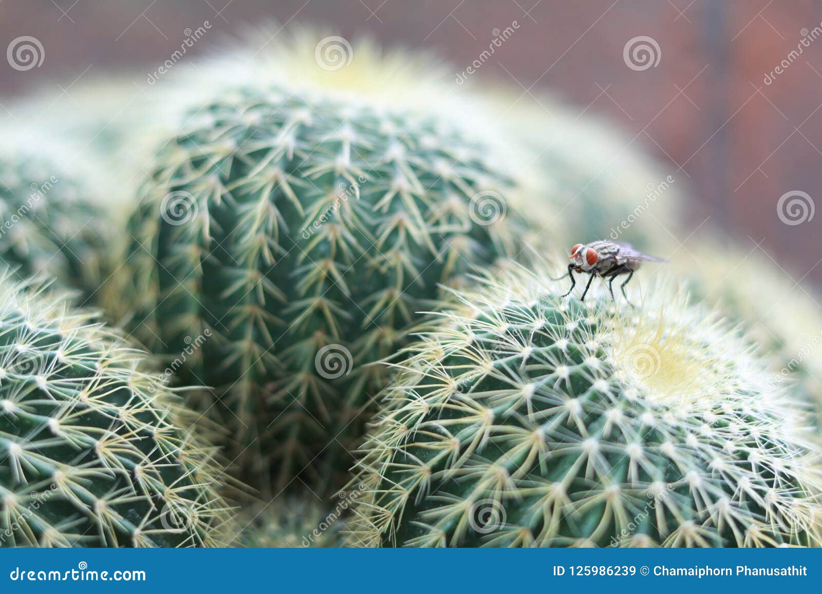 Cactus and flies stock image. Image of flies, cactus 125986239