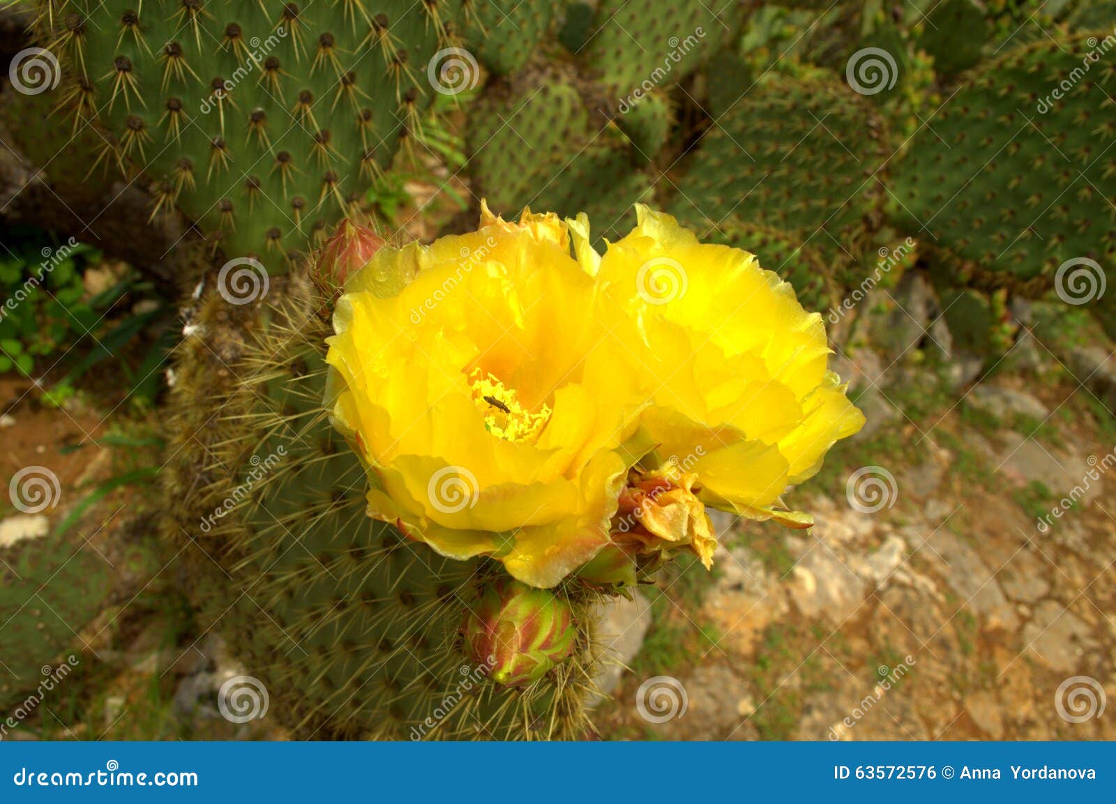 Cactus Florecientes Amarillos Foto de archivo - Imagen de flora, cactos ...