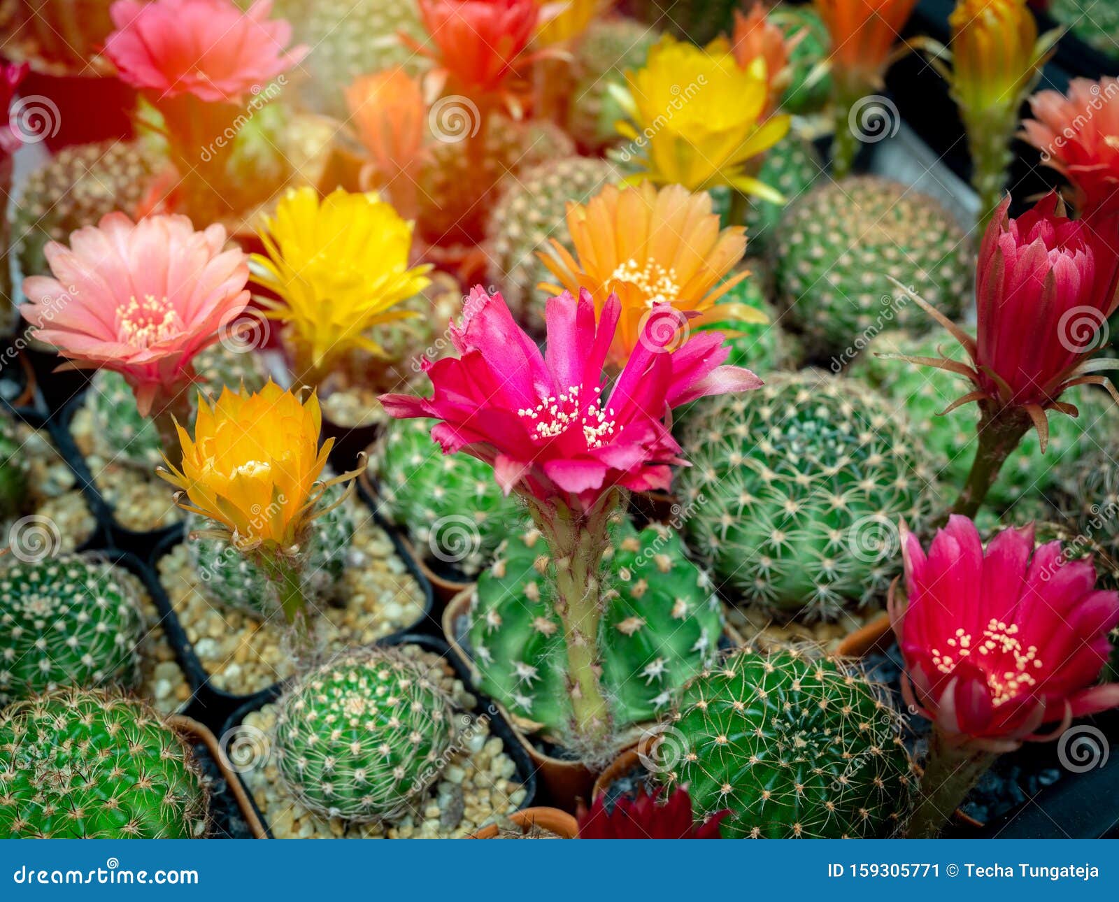 Cactus Flores Cactus Em Vasos De Plástico Na Fazenda De Cacto Imagem de  Stock - Imagem de cacto, interior: 159305771