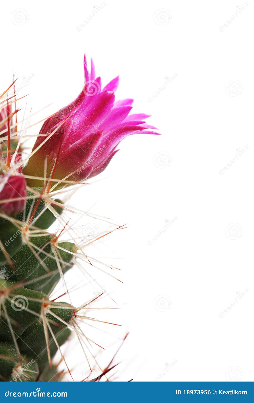 cactus flower