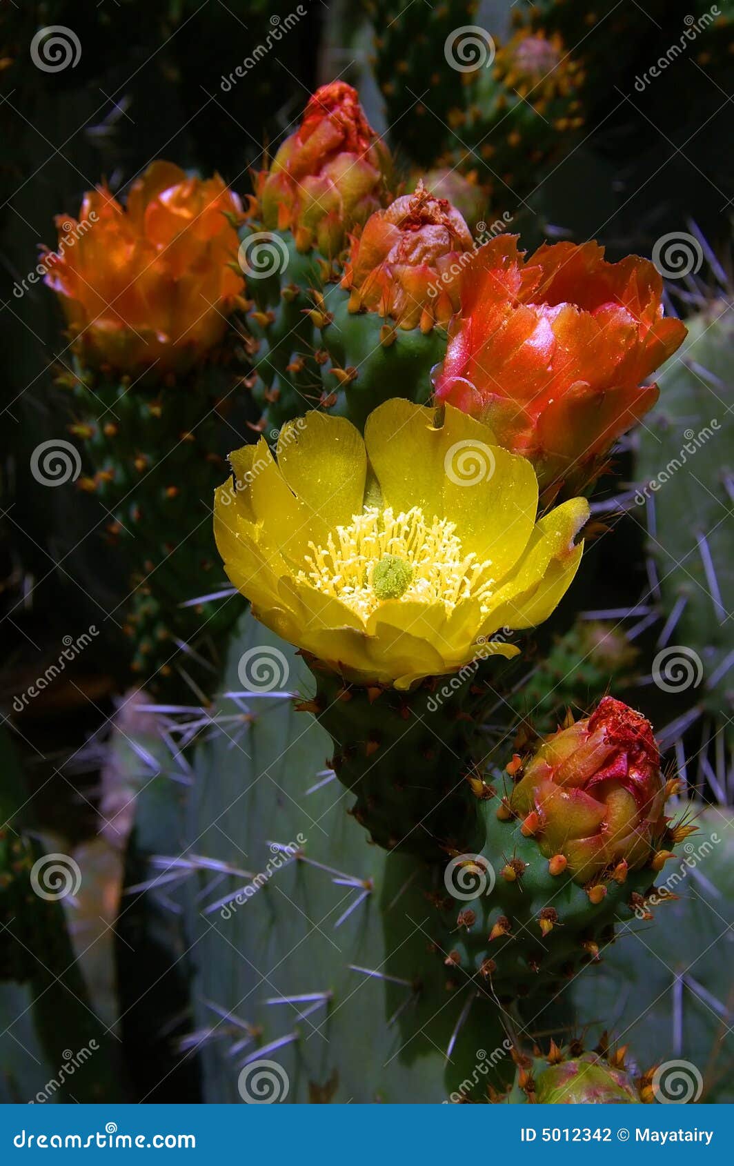Cactus flower stock photo. Image of green, power, desert 5012342