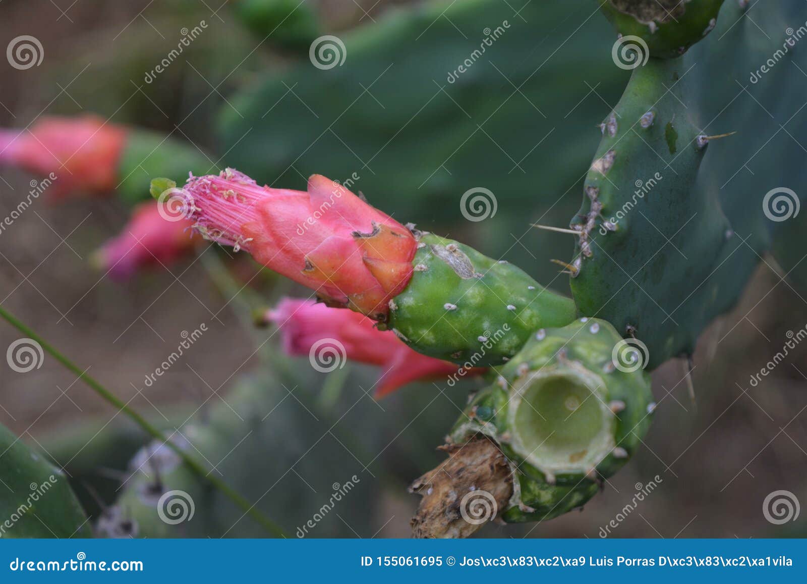 cactus flower.