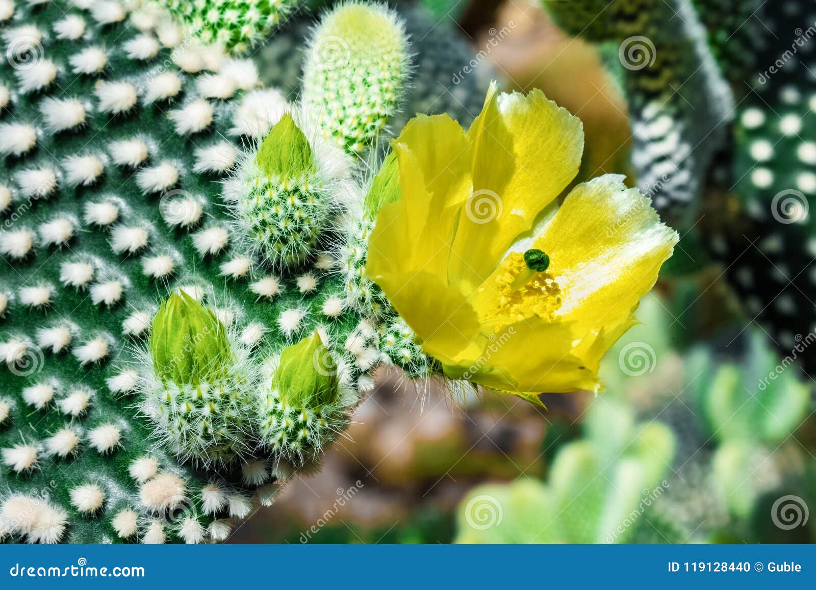Cactus Flower Begins To Bloom. Cactus Opuntia Microdasys. Stock Photo