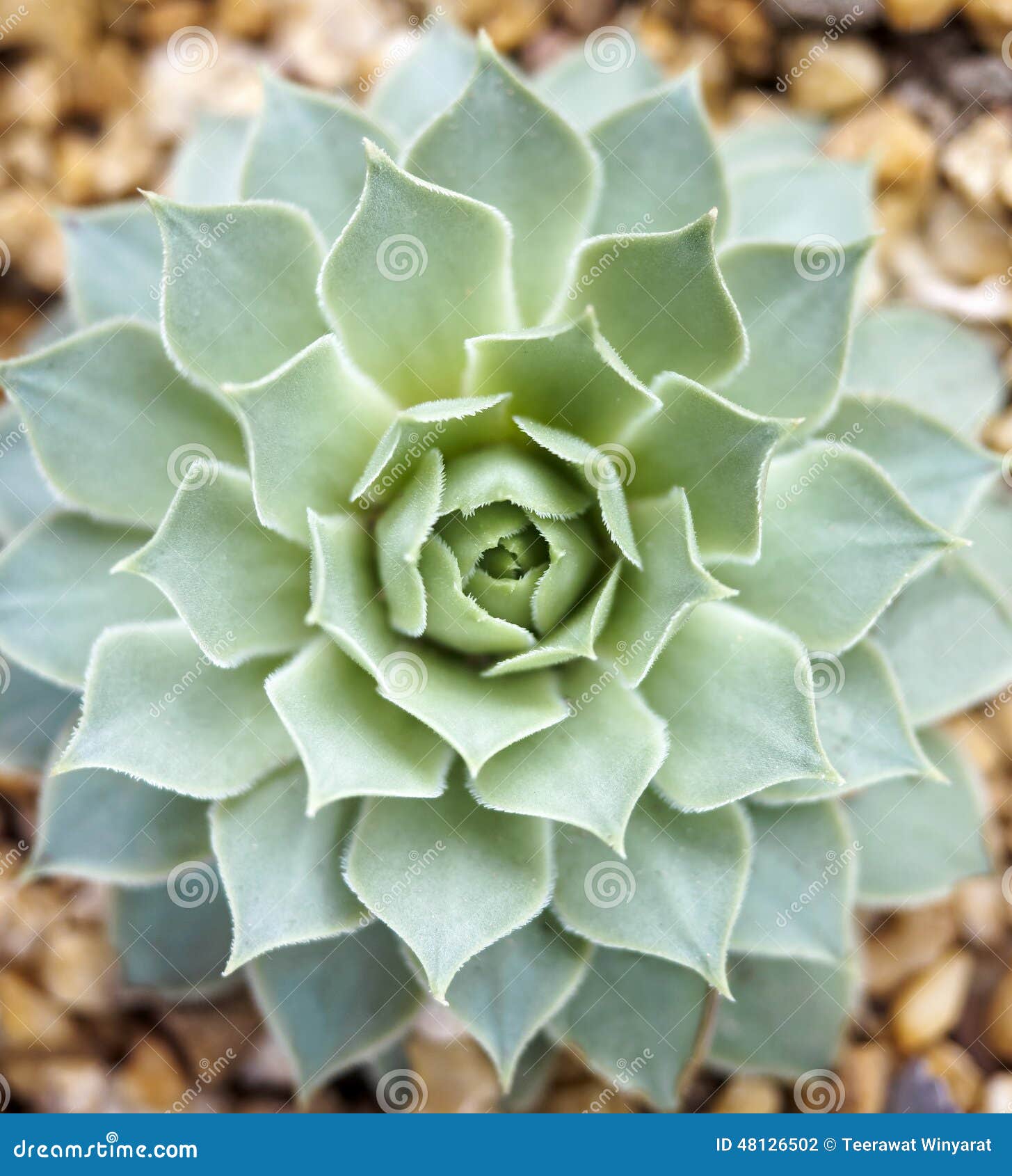 Cactus flower close up stock photo. Image of details 48126502