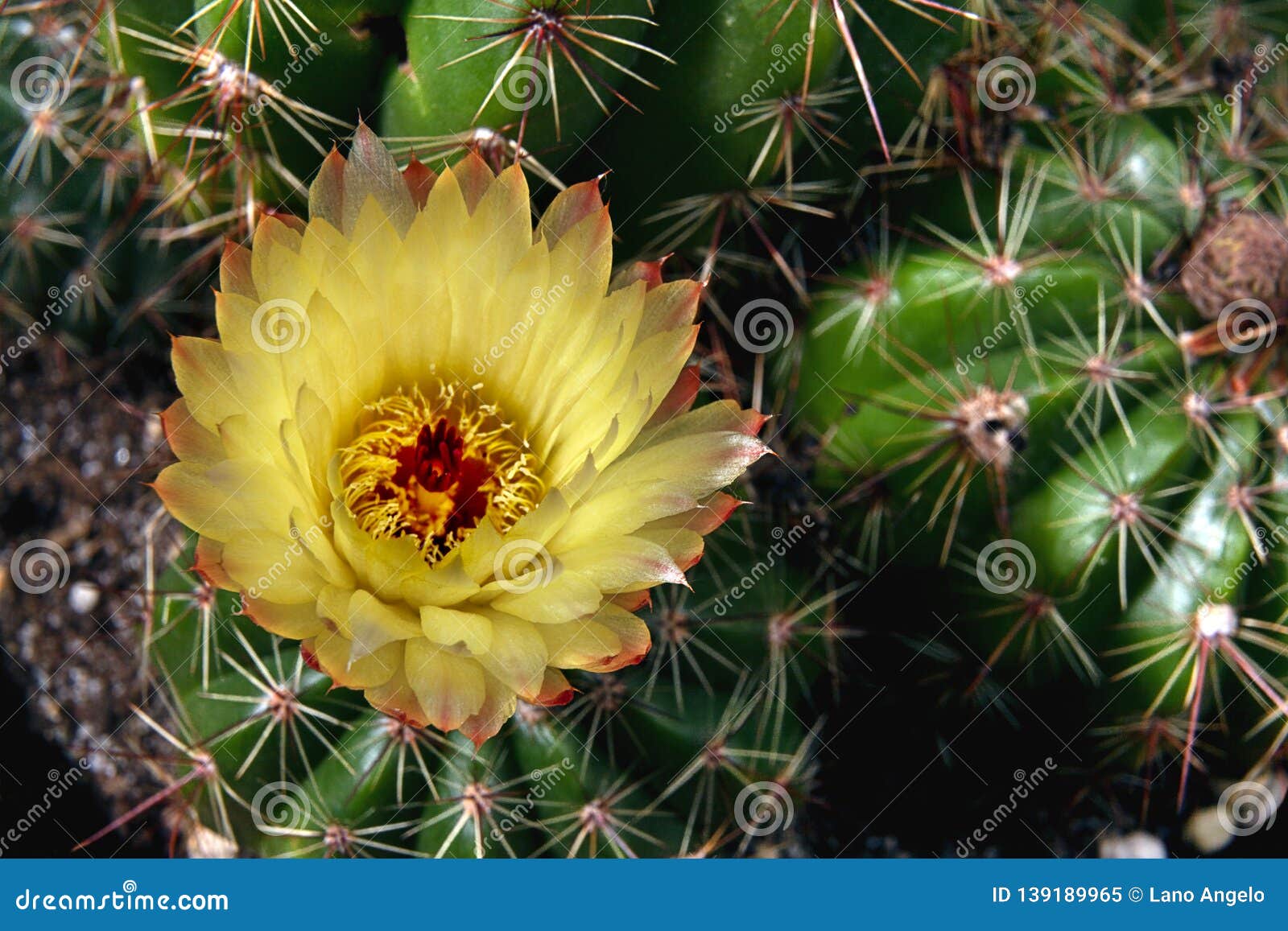 Beautiful Blooming Wild Desert Cactus Flower CLOSE UP Stock Image