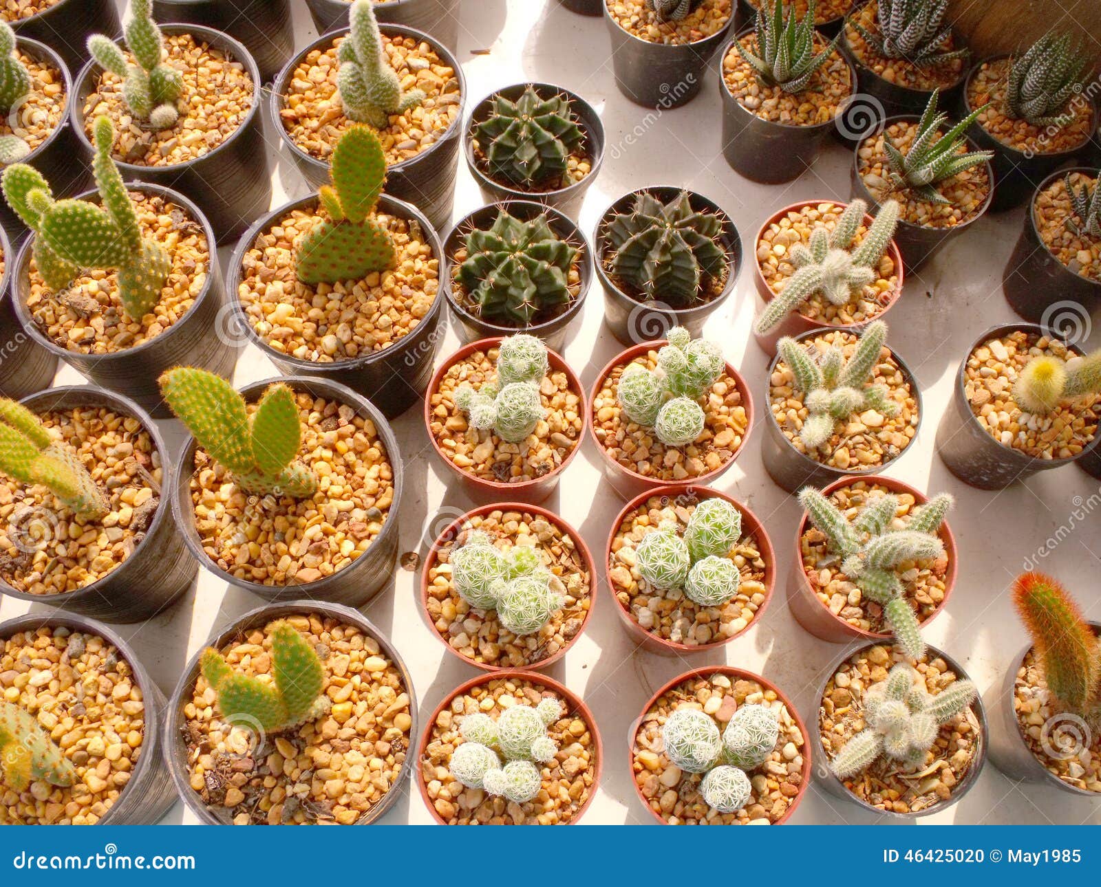 Cactus at flower market stock photo. Image of green, prickly 46425020