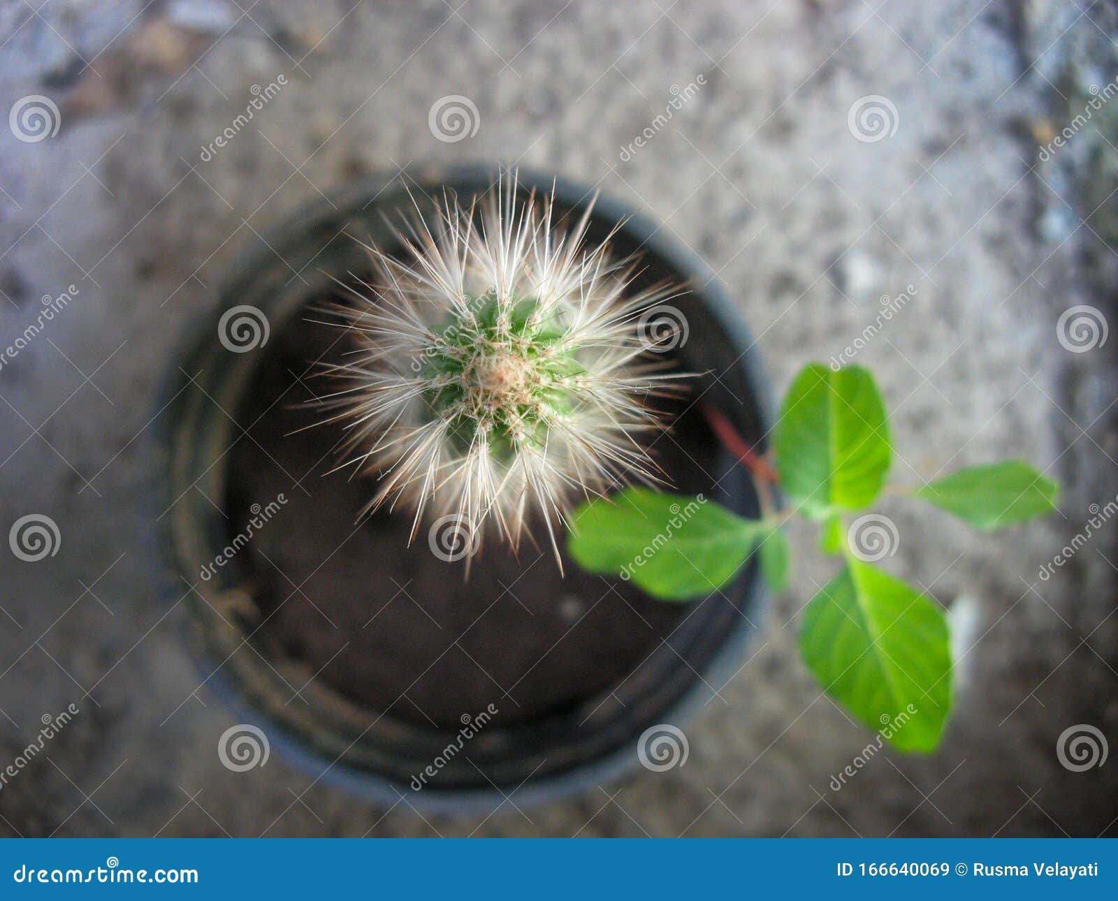 cactus in the flower pot.