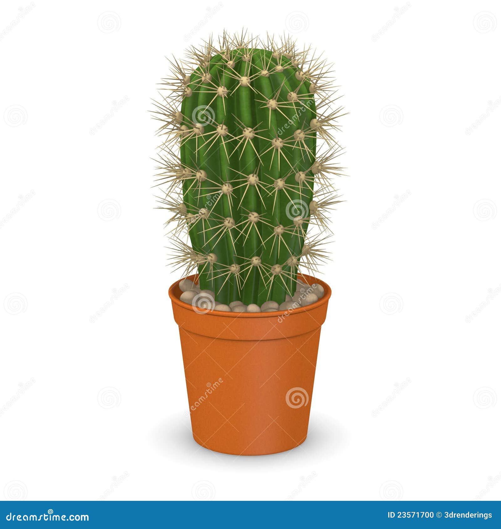 Cactus Flower In Pot13 Stock Photo Image 23571700 Cactus Flower In Pot13 Stock Photo Image 23571700