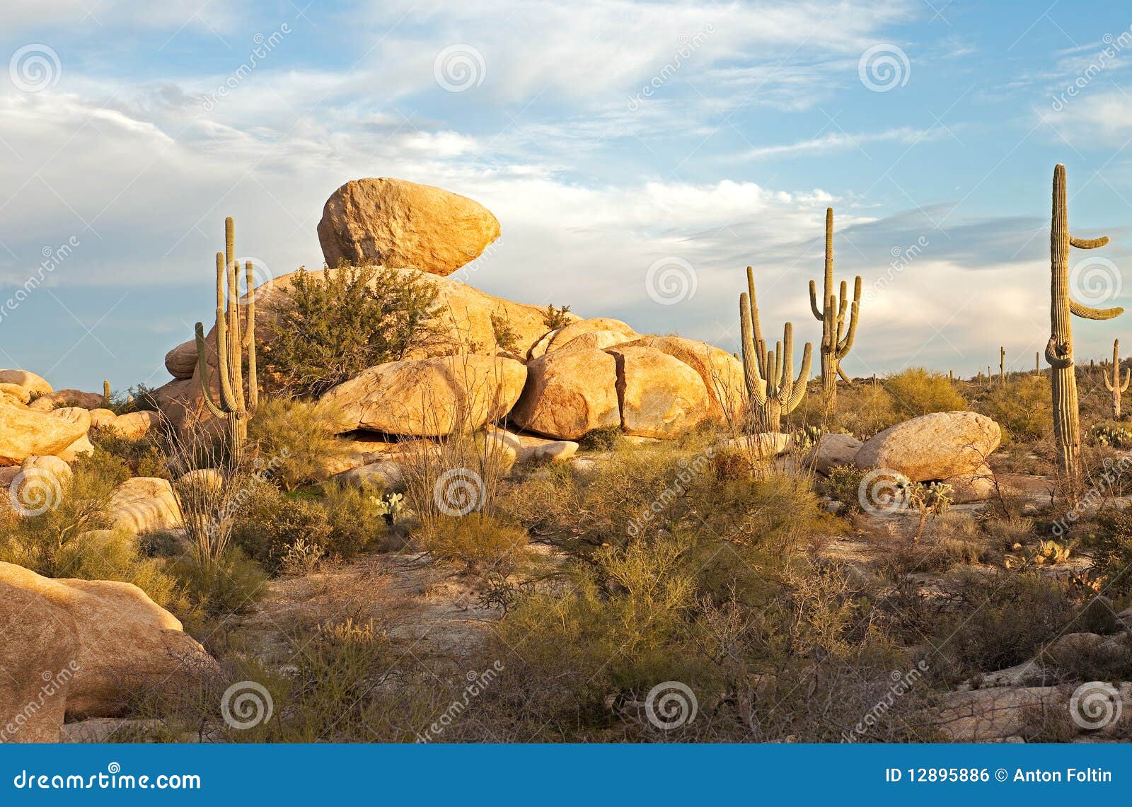 Cactus Forest stock photo. Image of saguaro, cacti, tortilla 12895886