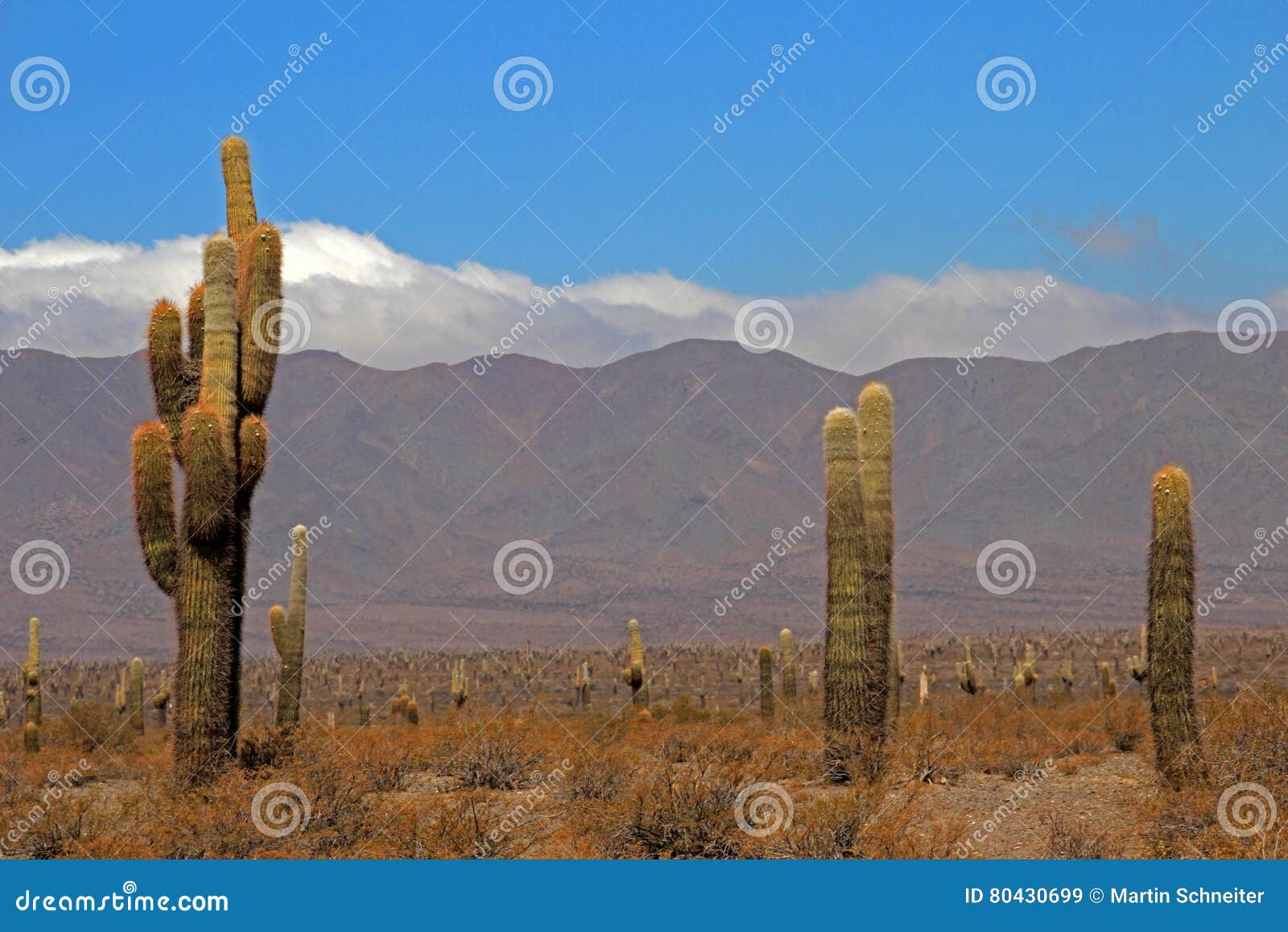 cactus forest, cardones national park, cachi, argentina