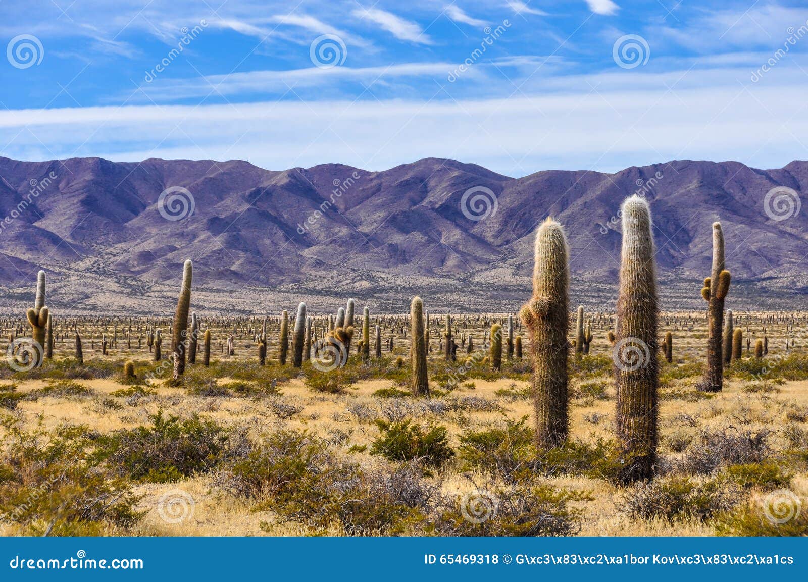fax tin Tarif Cactus Forest in Los Cardones National Park, Argentina Stock Photo - Image  of scenic, arid: 65469318