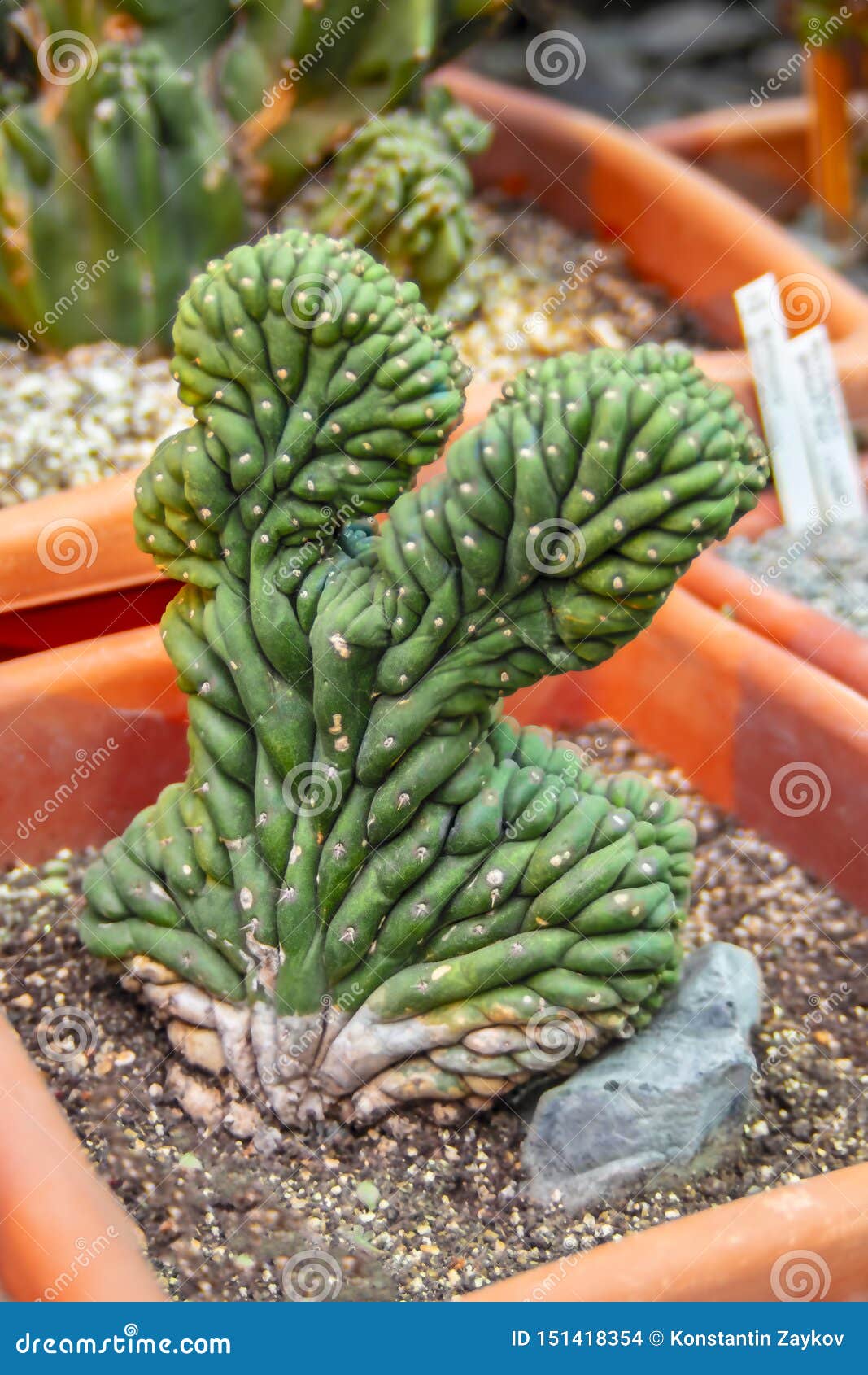 cactus forma cristata. unusual cactus in pot.
