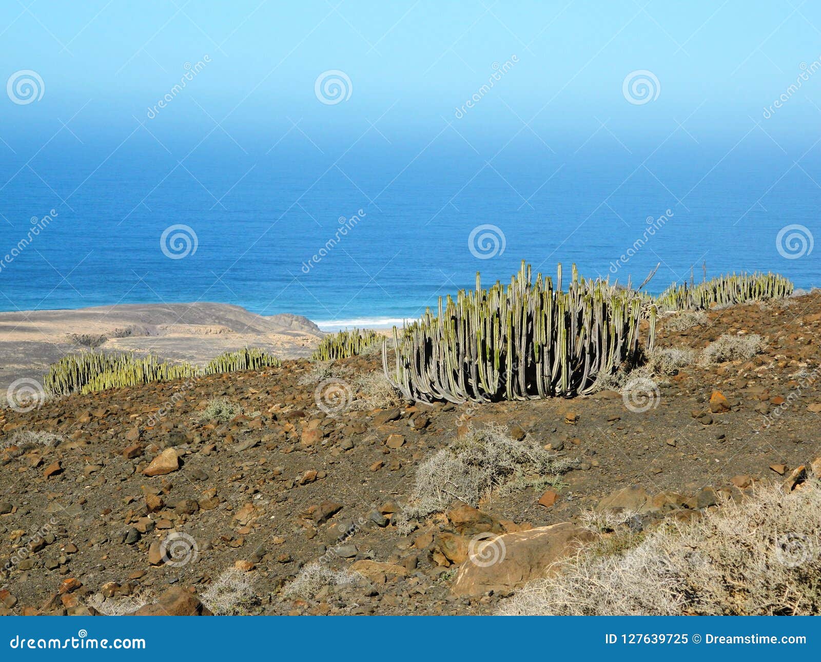 cactus frente al mar