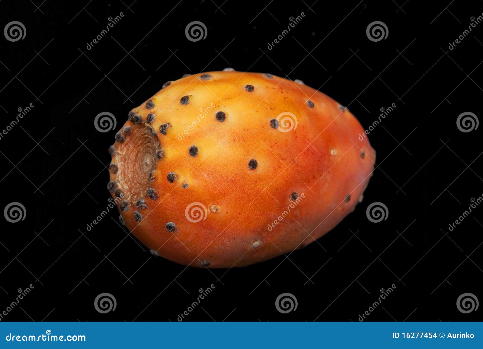 Cactus fruit stock photo. Image of cactaceae, fruit, indoors 16277454