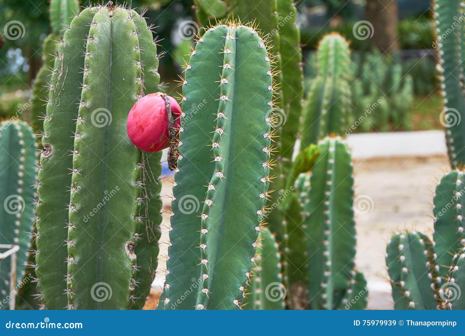 Cactus Fruit with Seed. Red Fruit on Mature Cactus Stock Image Image of organic, cactaceae