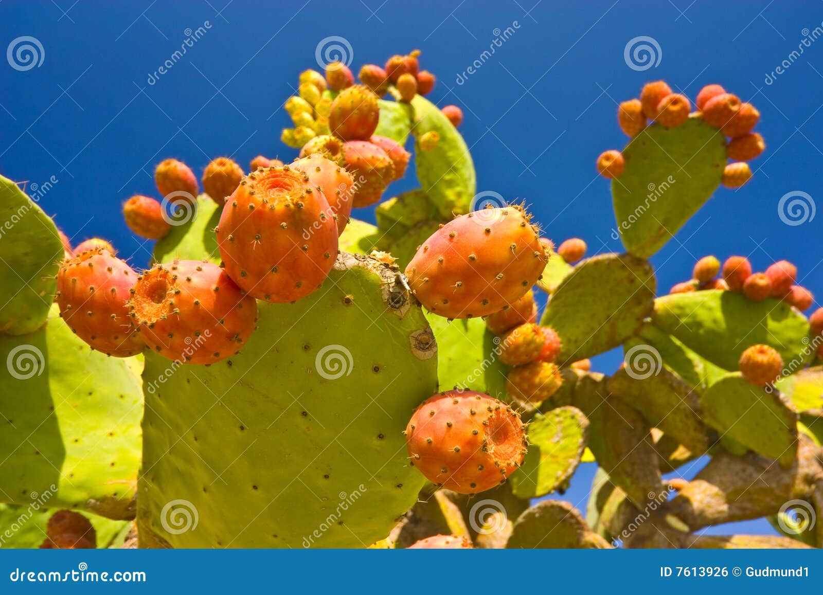 Cactus Fruits stock photo. Image of mediterranean, nopal 7613926