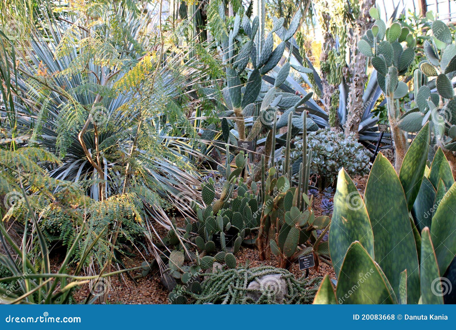 Cactus Garden Picture. Image: 20083668