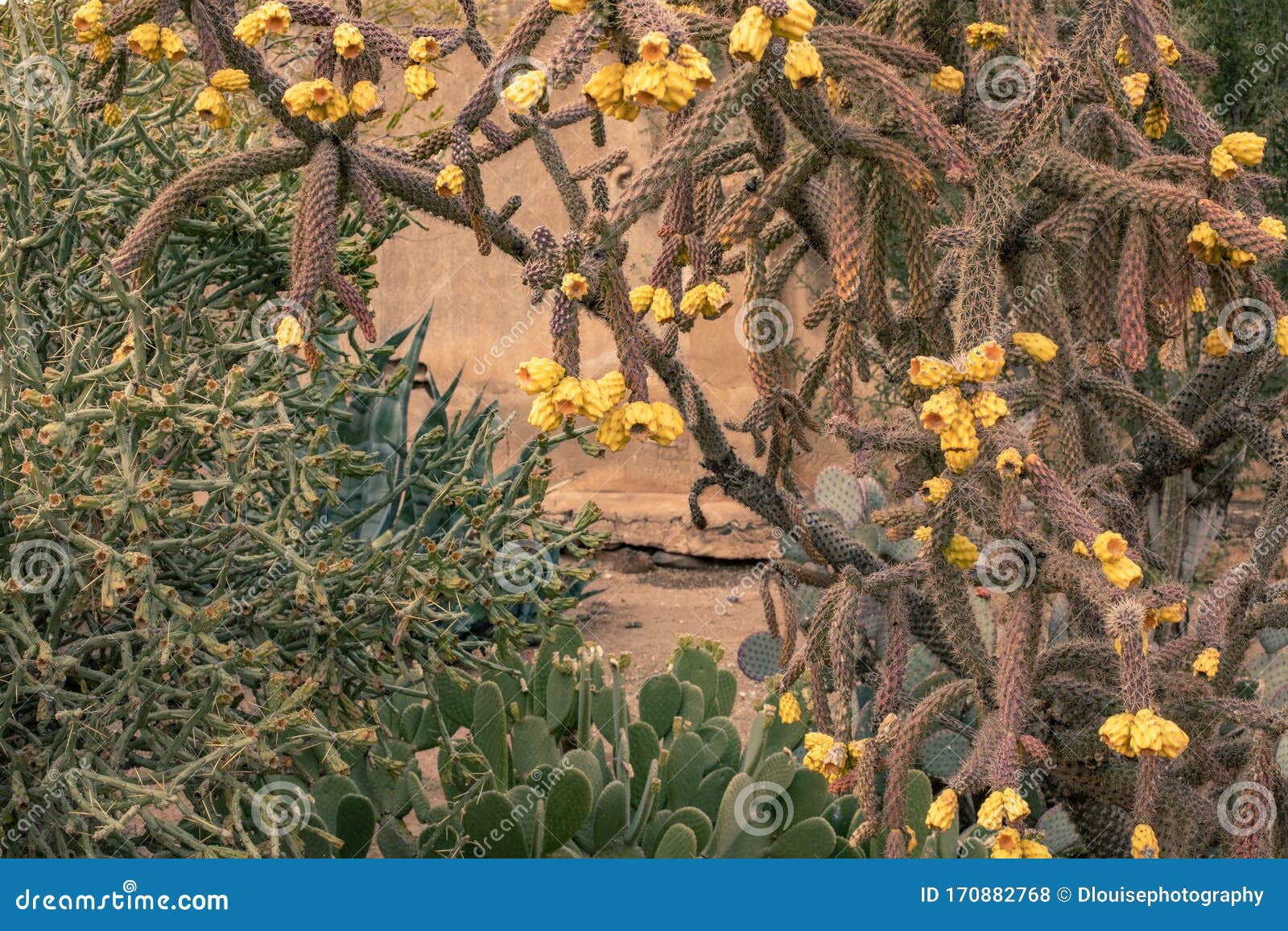 Cactus Garden In Arizona Desert Landscape Stock Photo - Image Of Southwest Plant 170882768