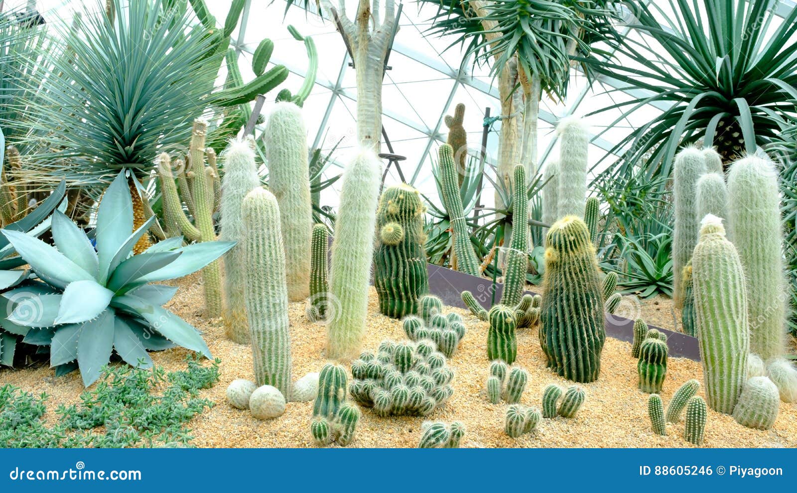 Cactus in the garden stock photo. Image of succulent - 88605246