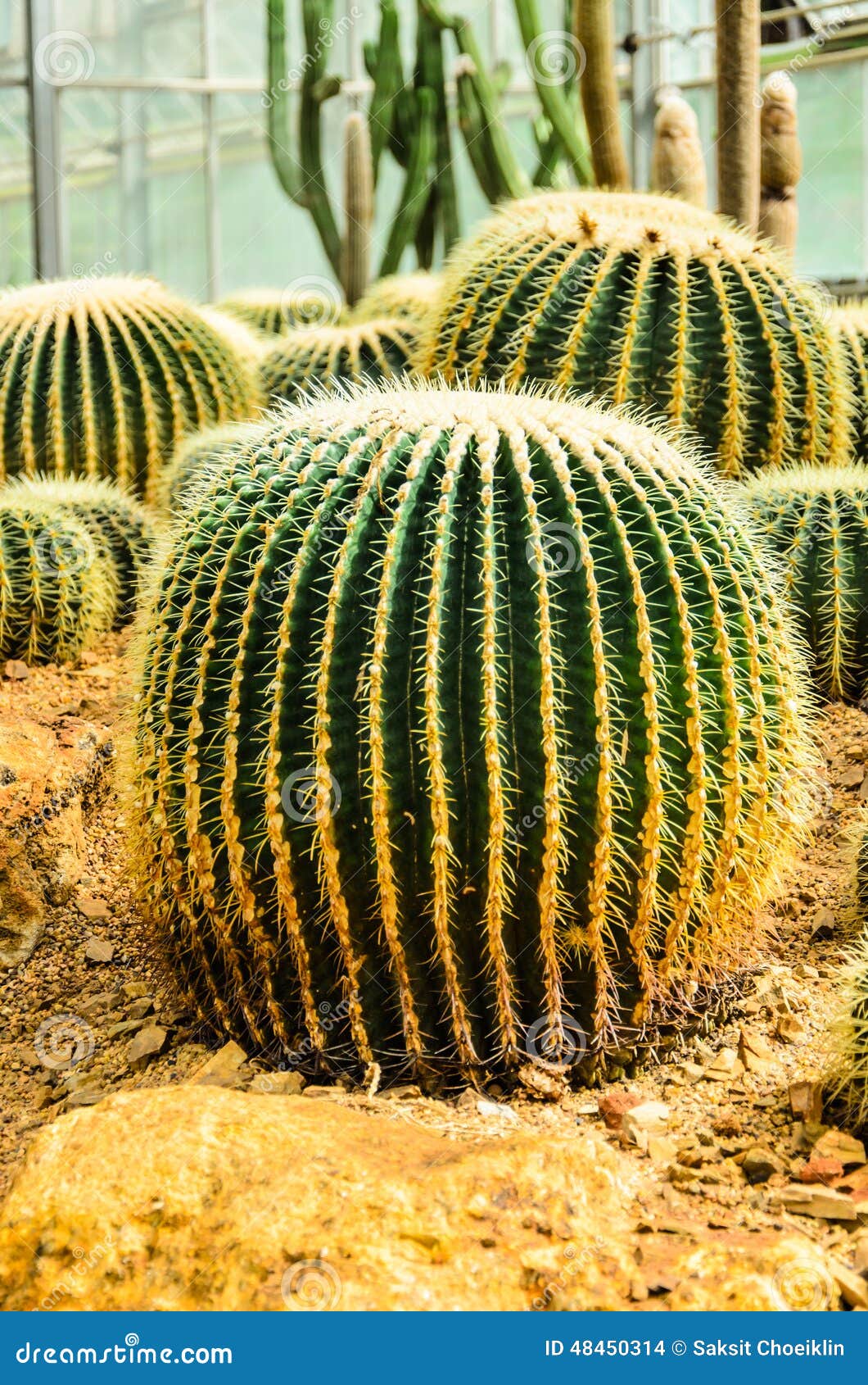 Cactus in the garden stock photo. Image of garden, sugar 48450314
