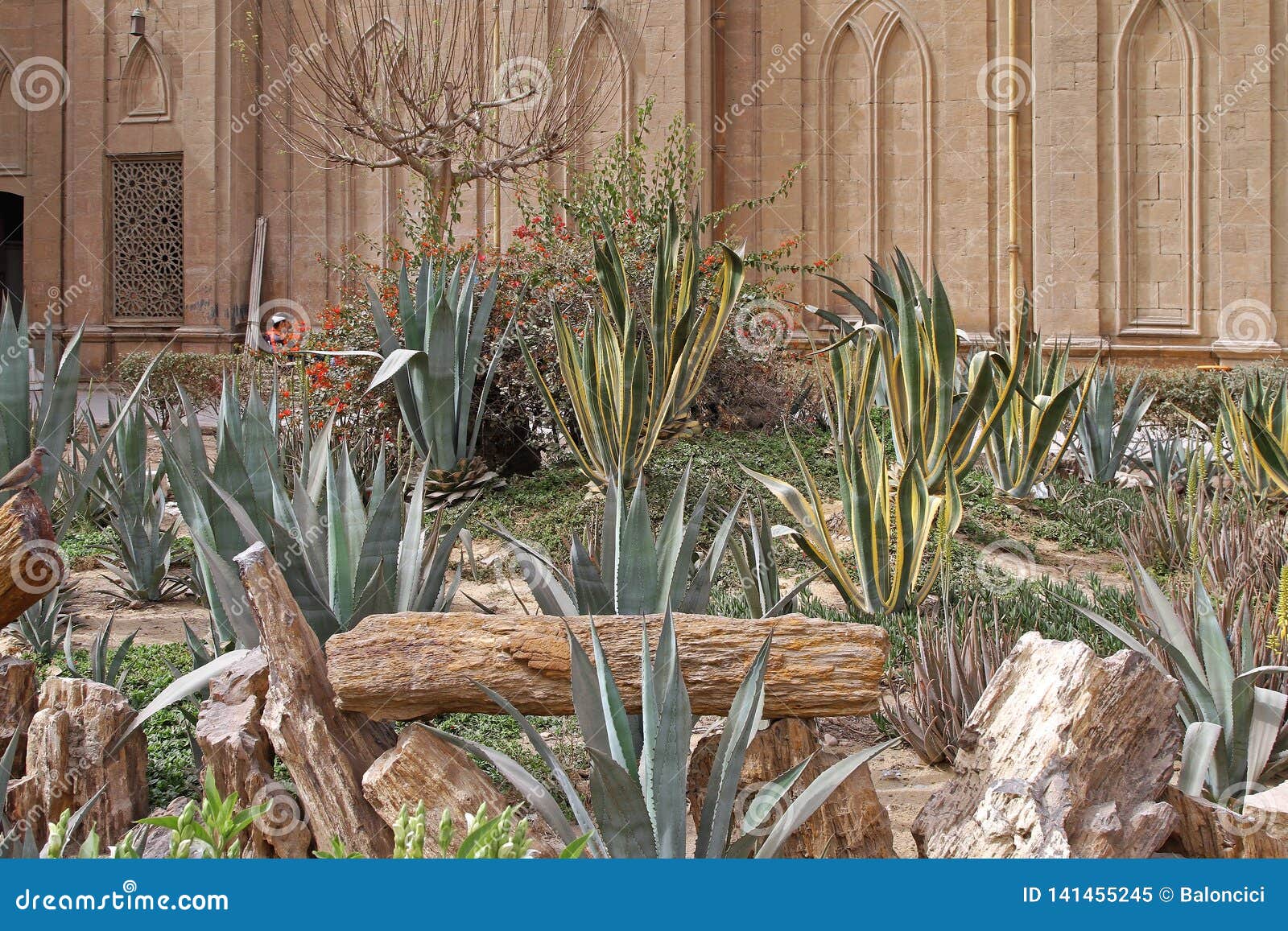 Cactus Garden stock image. Image of cacti, egypt, decorative 141455245