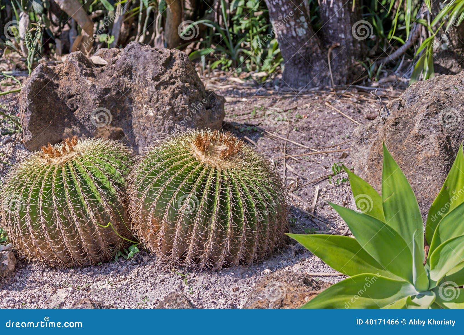 Cactus garden stock photo. Image of landscaping, gardening - 40171466