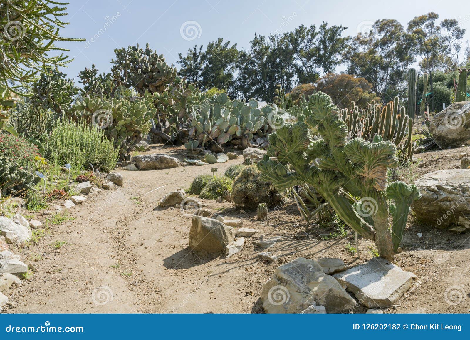 Cactus Garden In South Coast Botanic Garden Stock Photo Image Of