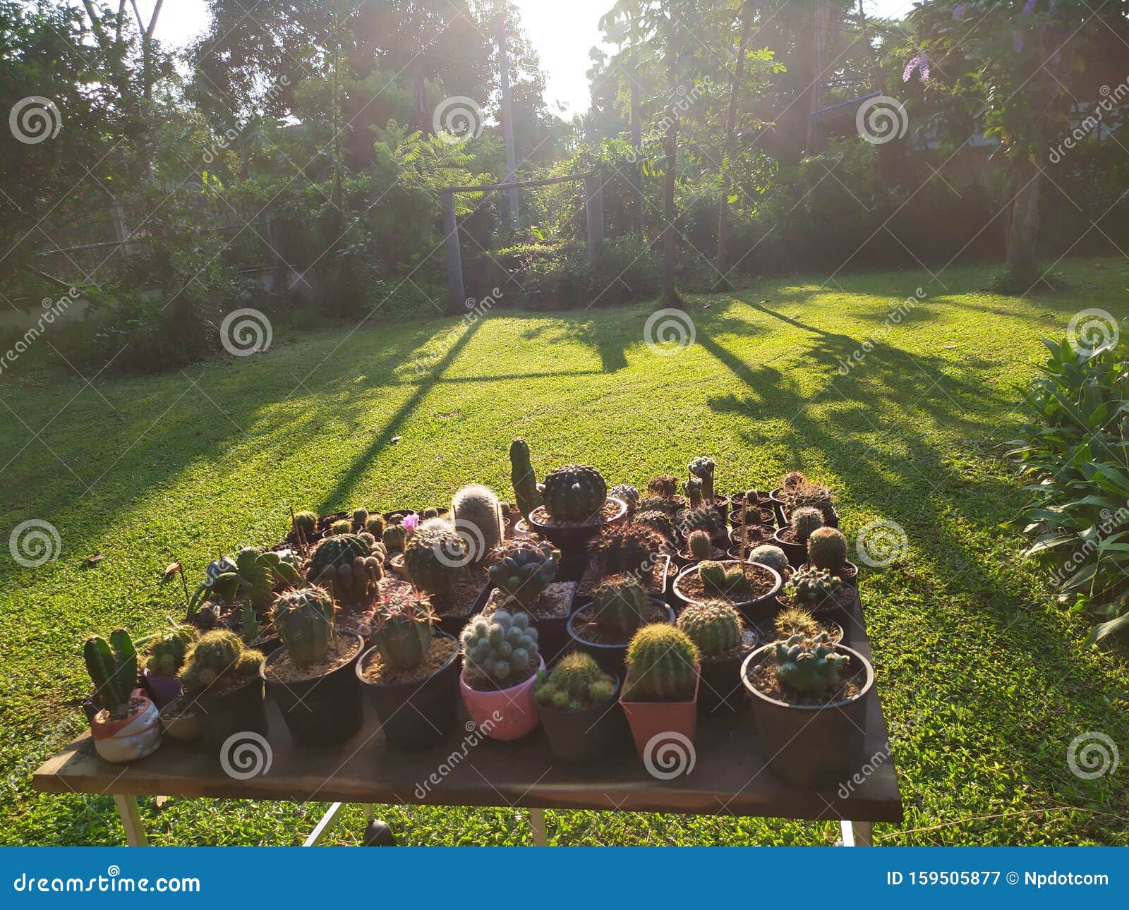 Cactus Garden In Thailand Watercolor Desert Flowers Stock Image