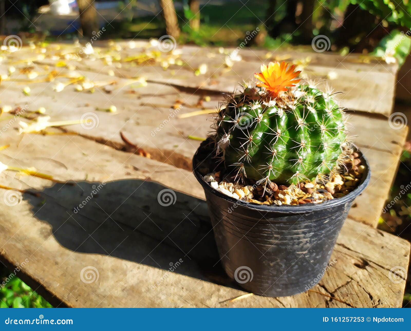 Cactus Garden In Thailand Watercolor Desert Flowers Stock Image