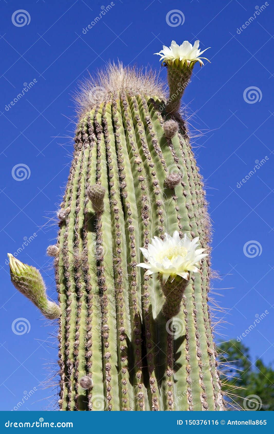 Cactus Gigante, Cactus De Los Cardones, Con Las Flores, La Argentina Foto  de archivo - Imagen de argentina, cubo: 150376116
