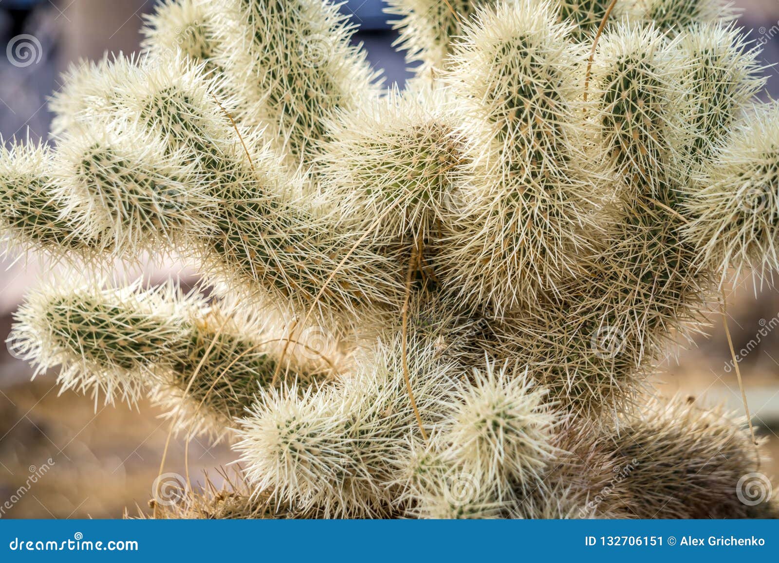 Cactus Growing in Death Valley National Park Stock Image Image of