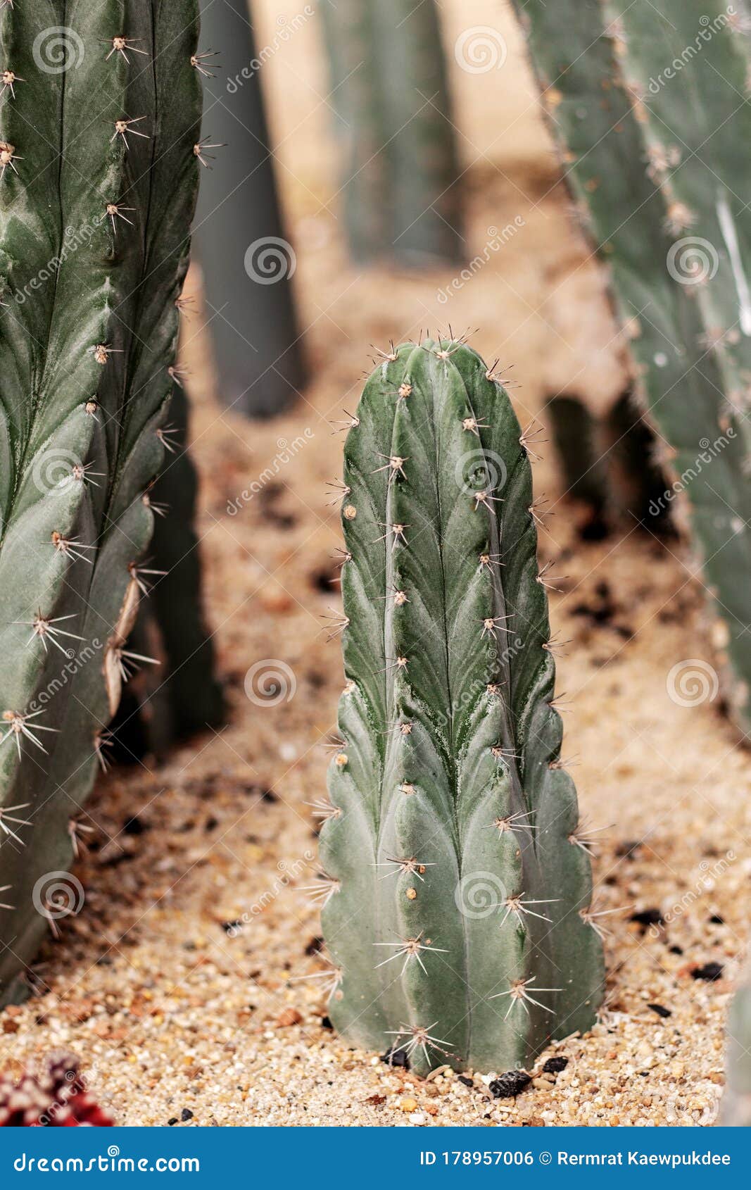 Cactus growing in park stock photo. Image of closeup 178957006