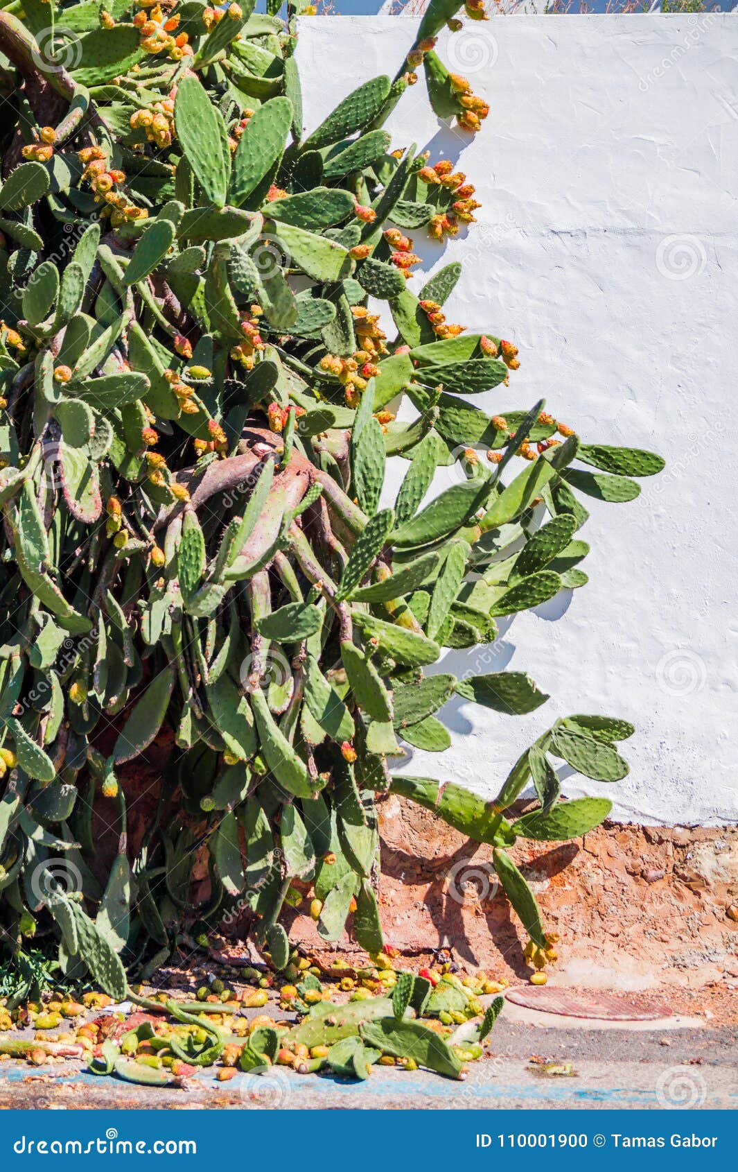 cactus growing with ripening fruits on the street of albufeira in the the porto de abrigo de albufeira, albufeira bay portugal