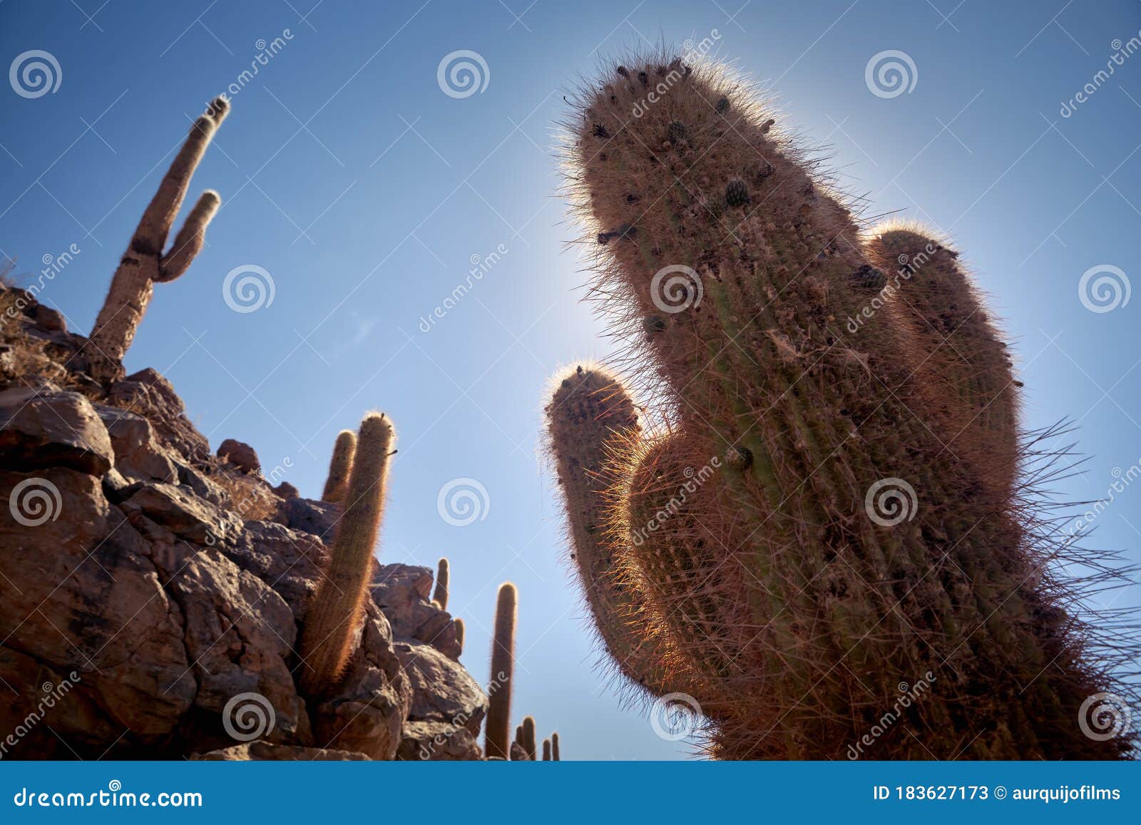 Cactus and Guatin Canyon. Atacama, Antofagasta. Stock Image - Image of ...