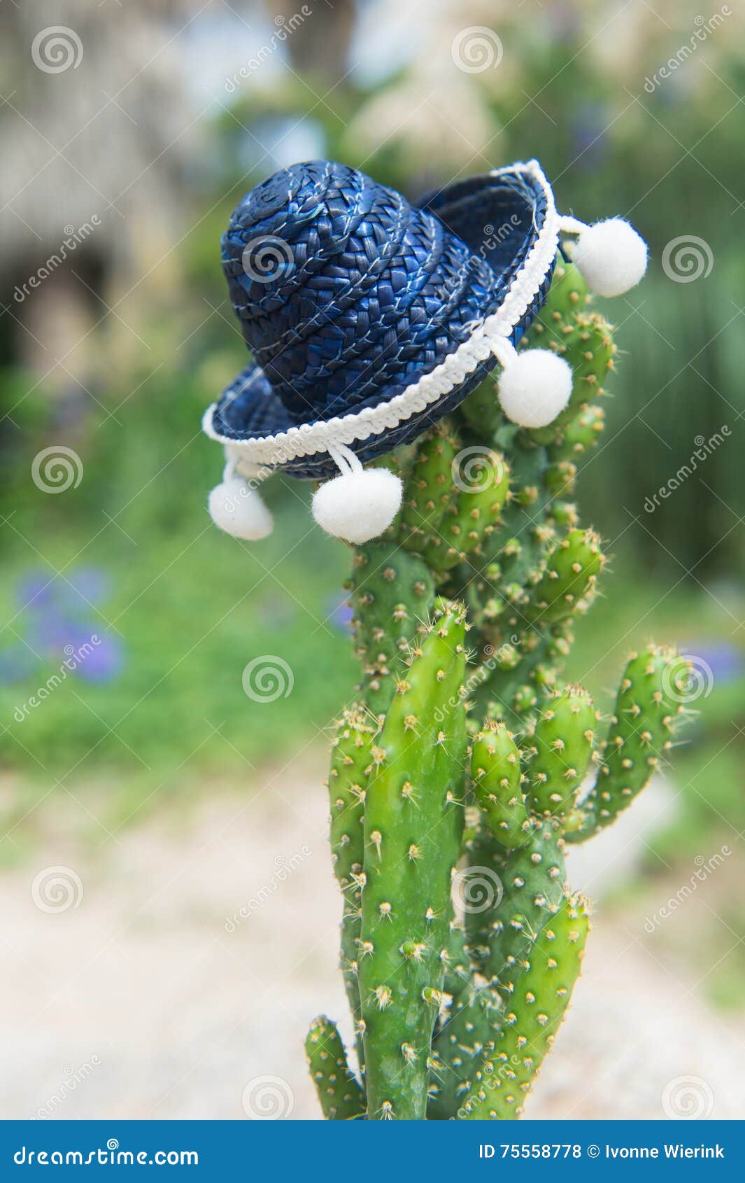 Cactus with hat stock photo. Image of souvenir, mexico 75558778