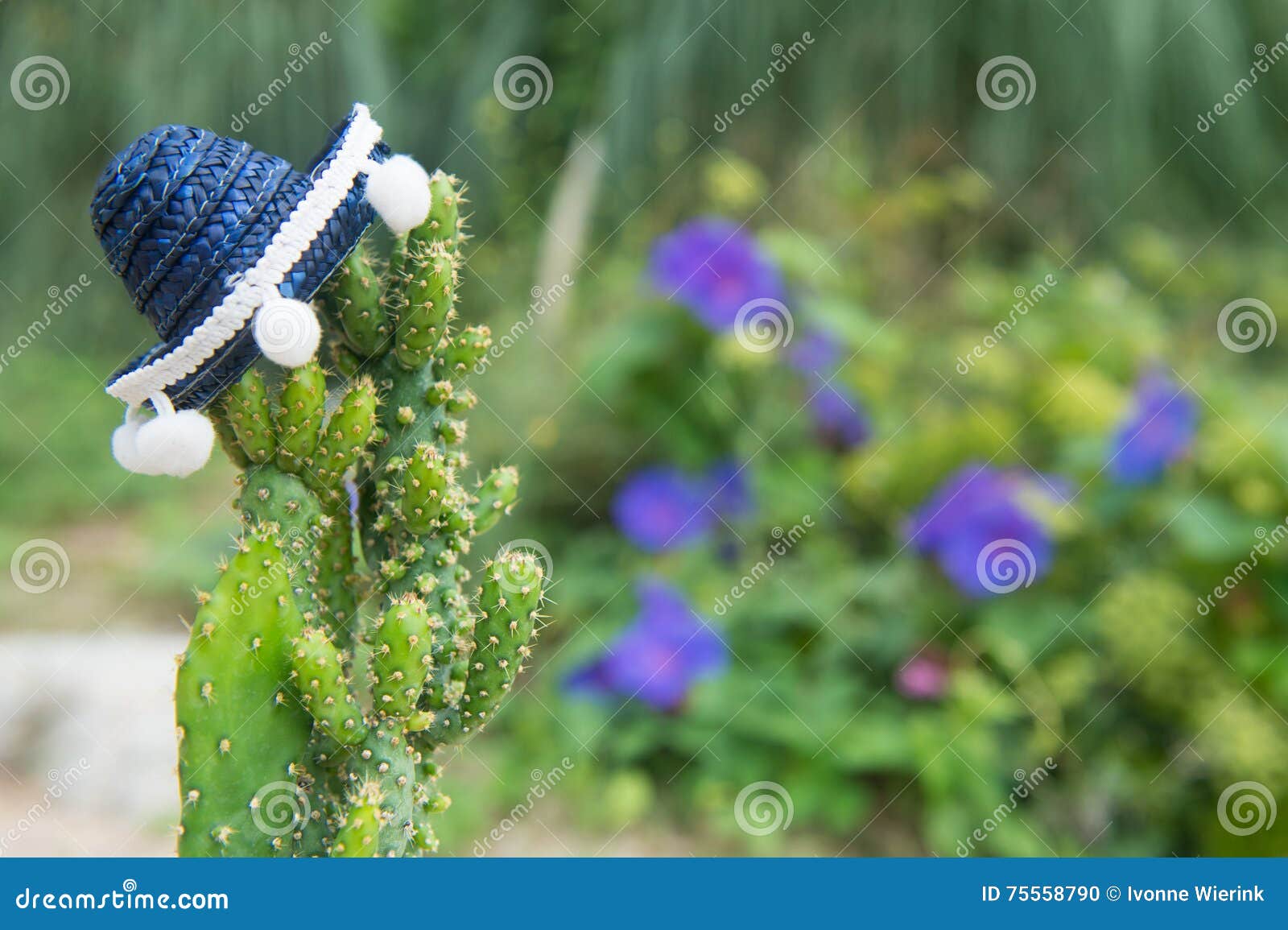 Cactus with hat stock photo. Image of plant, outdoor 75558790