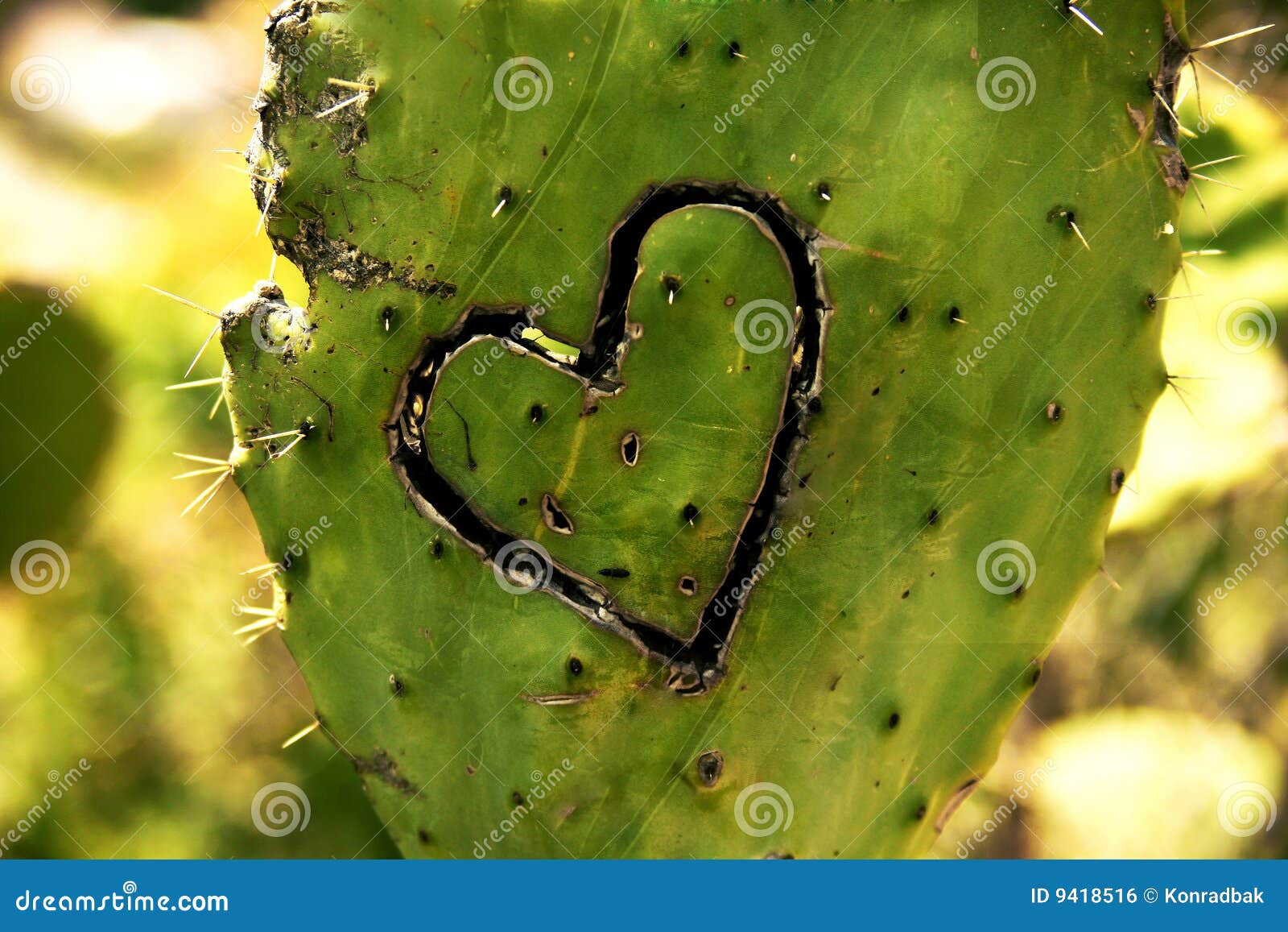 flowerpot cactus with heart 13395821 PNG