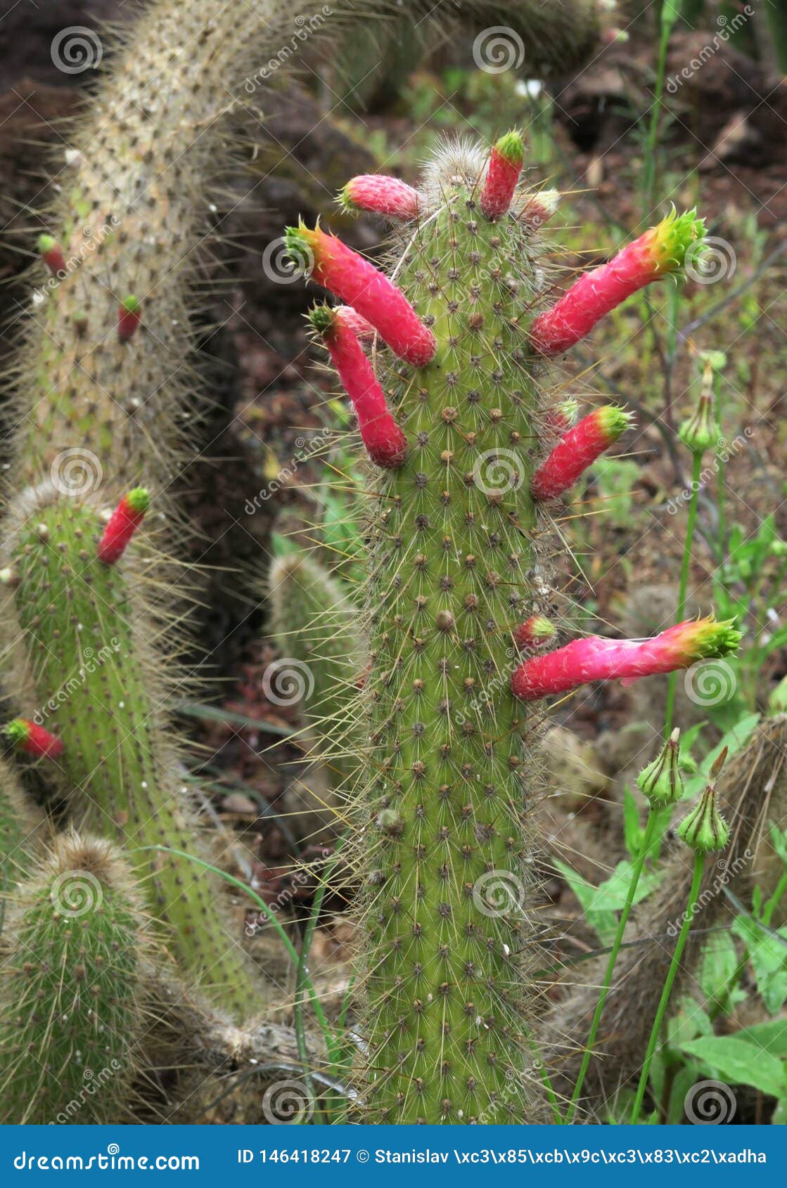 cactus in the botanical garden of jardÃÂ­n botÃÂ¡nico viera y clavijo in island of gran canaria