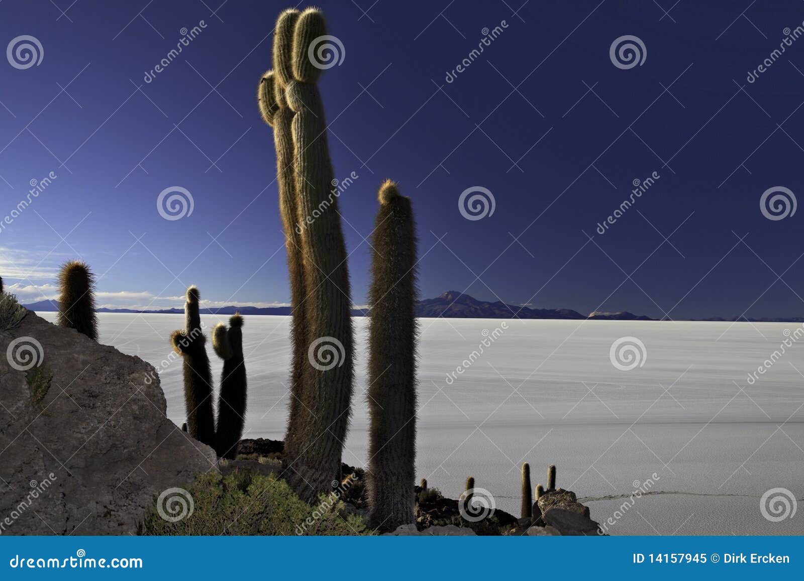 cactus isla pescado