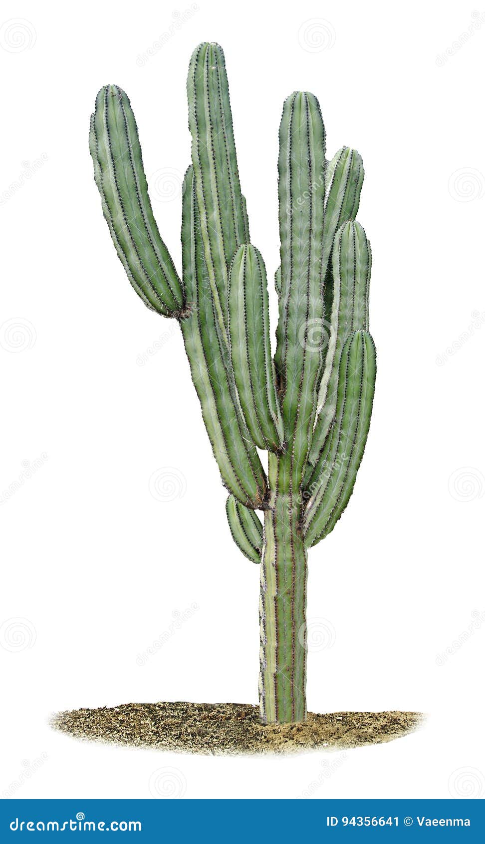 Cactus Pot Isolated On A White Background And Brown White Pot Stock