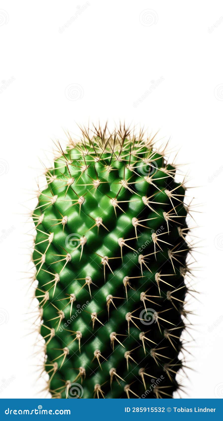 Cactus Isolated on White Background Stock Illustration Illustration