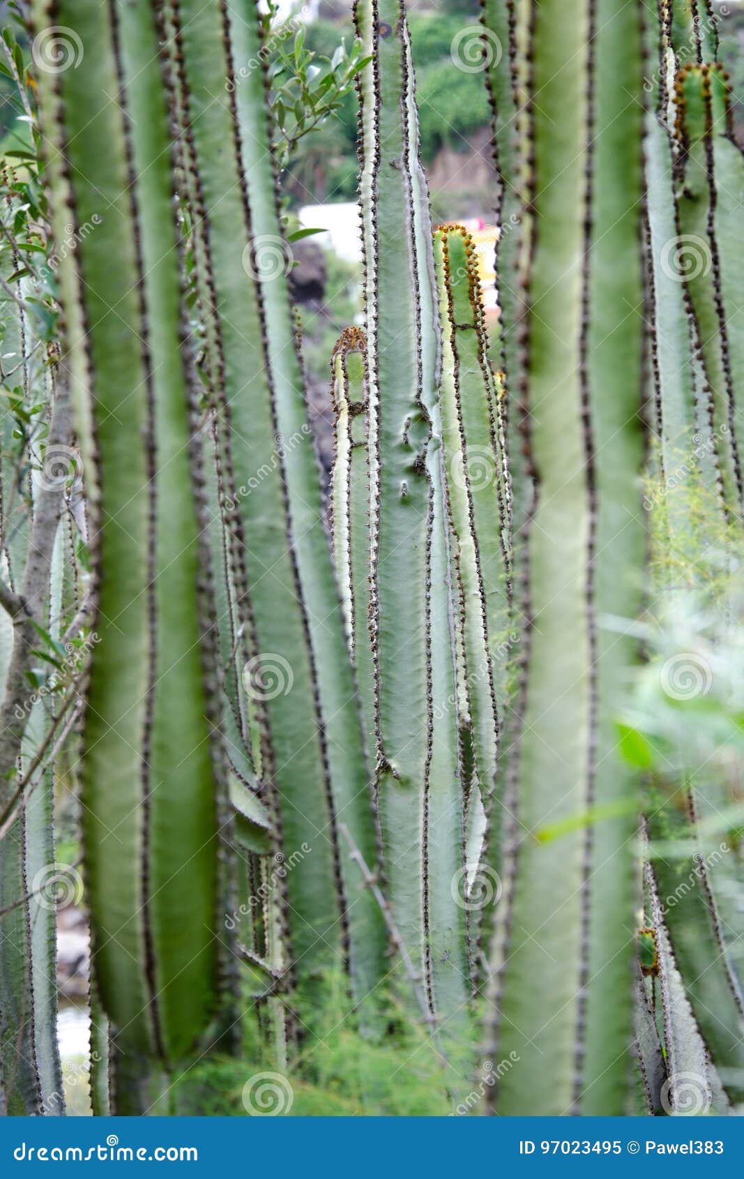 cactus in jardÃÂ­n botÃÂ¡nico canario, gran canaria, spain