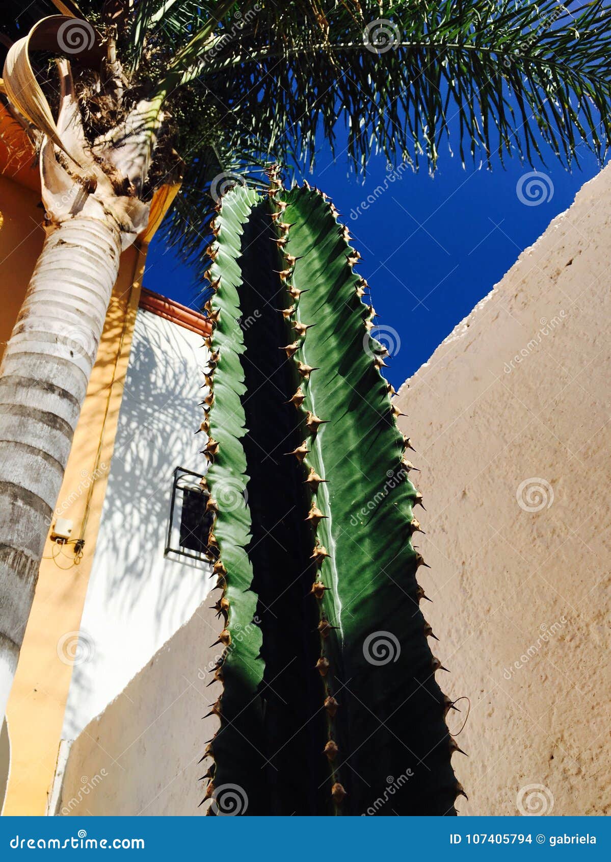 cactus a la sombra