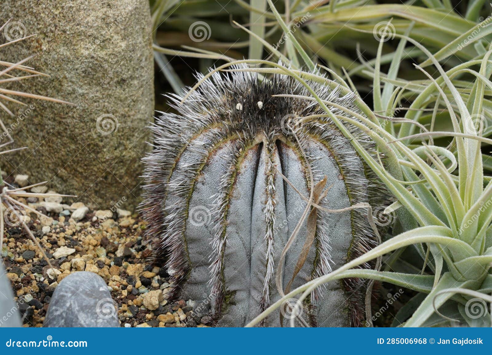 cactus in latin called uebelmannia pectinifera growing in a botanical garden.