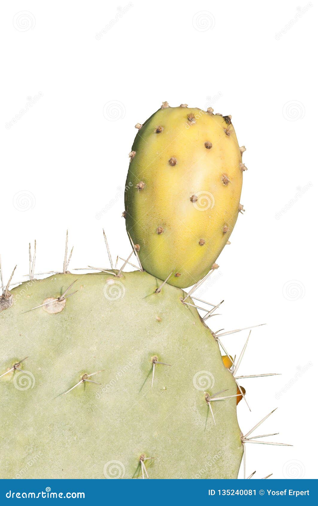 Cactus leaf with fruit stock image. Image of plant, cactus 135240081