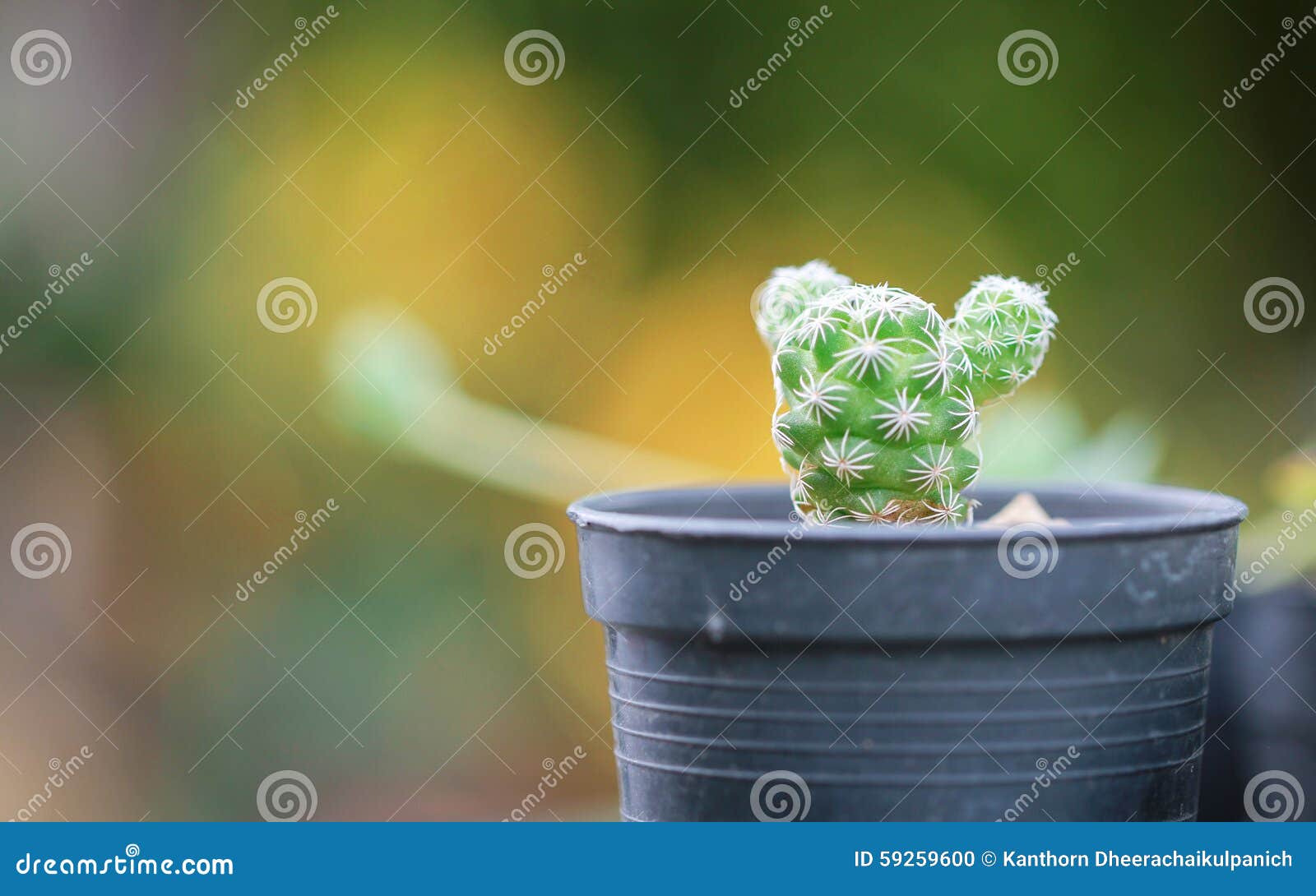 cactus macro shot