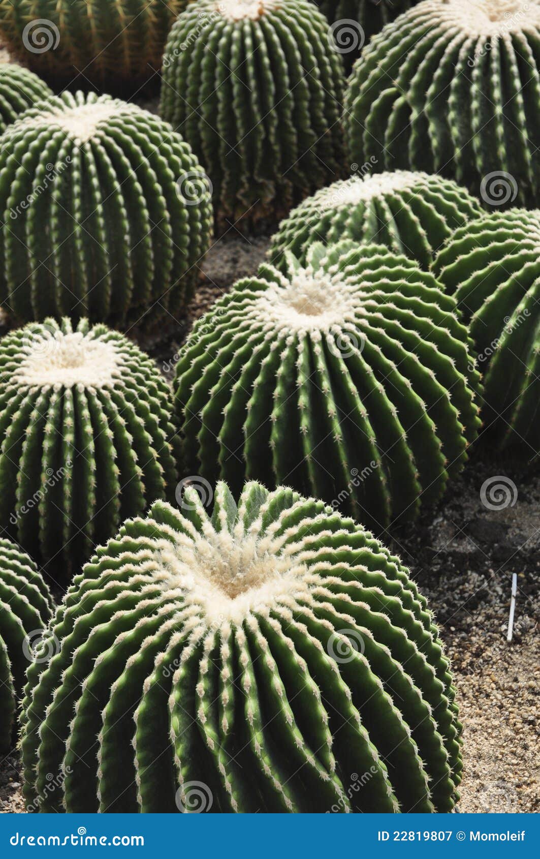 Cactus made mini garden stock image. Image of saguaro - 22819807