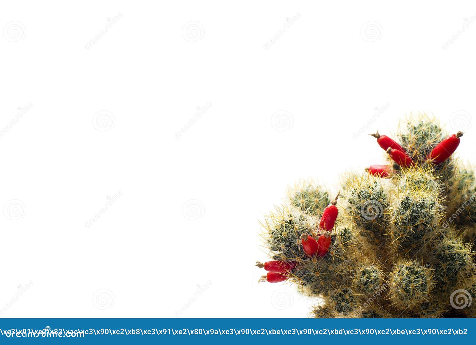 cactus with red ripe fruits-berries 
