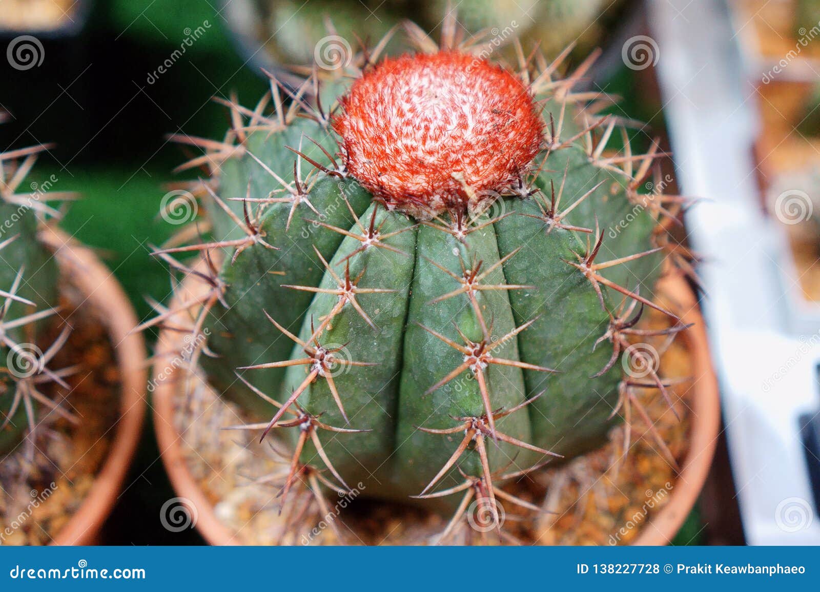 Cactus Is A Member Of The Plant Family Cactaceae A Family ...