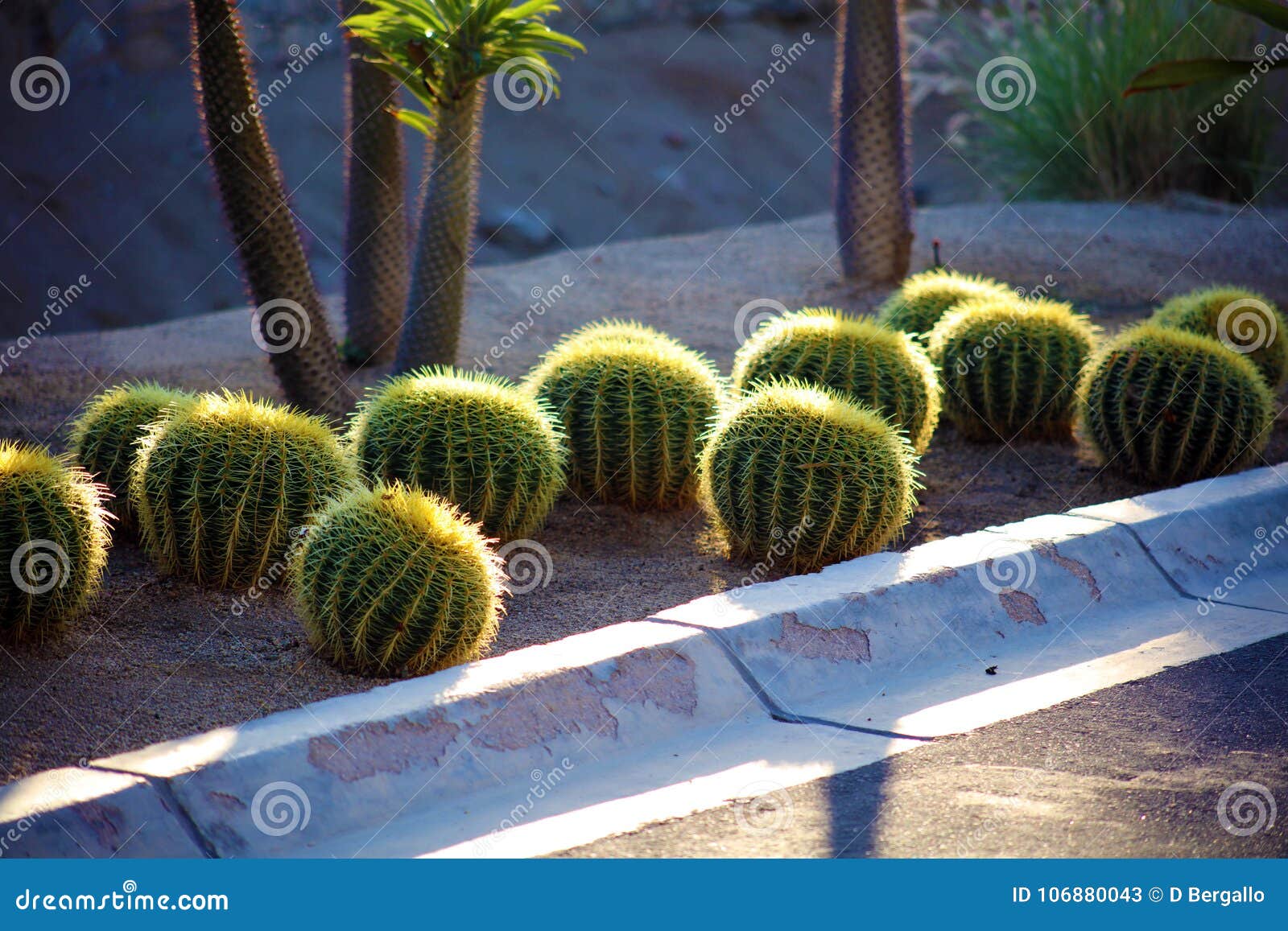 cactus in mexico los cabos plant 50 megapixels picture